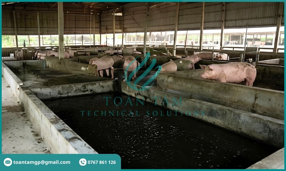 Giảm áp lực xử lý chất thải chăn nuôi