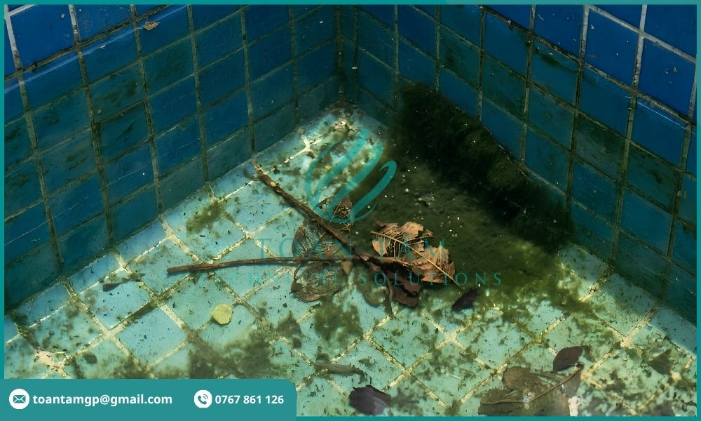 Hồ bơi chứa bụi bẩn và cặn
