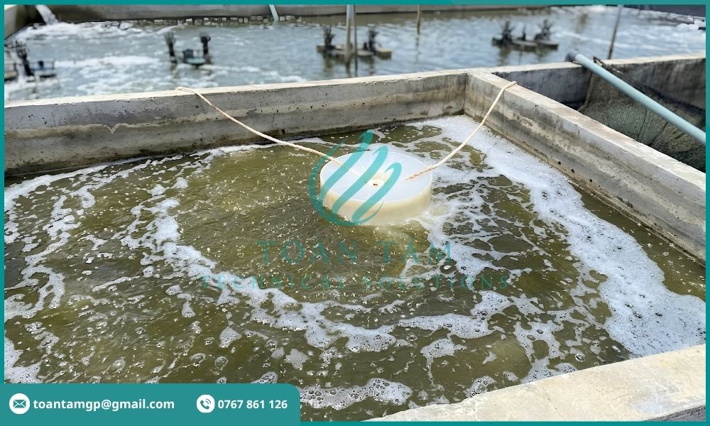Khử trùng nước thải nuôi tôm bằng chlorine
