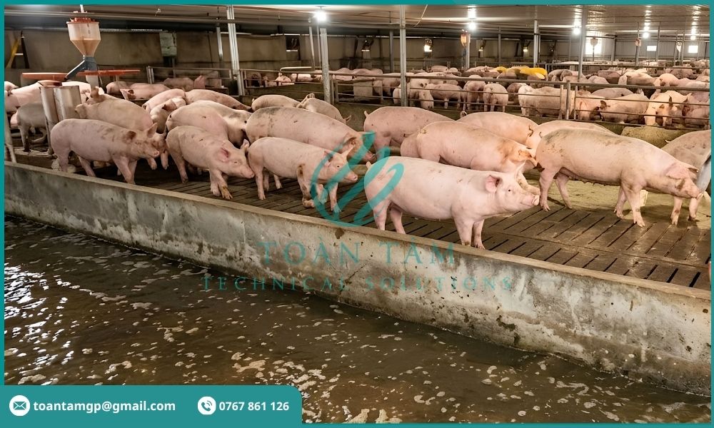 Nước thải từ hoạt động chăn nuôi heo