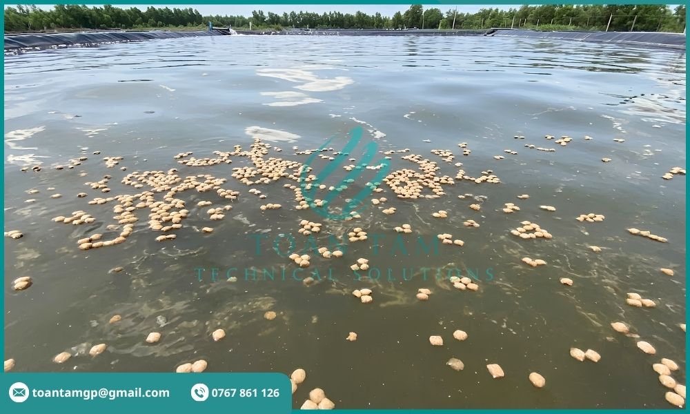 Thức ăn của tôm nổi lên do dư thừa