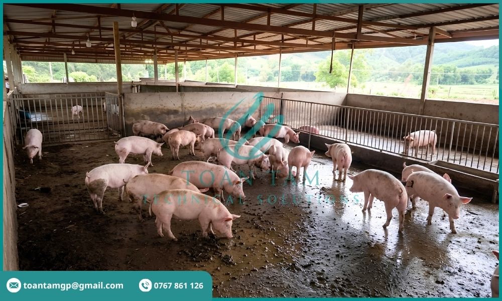 Trại nuôi heo chứ lượng lớn nước thải