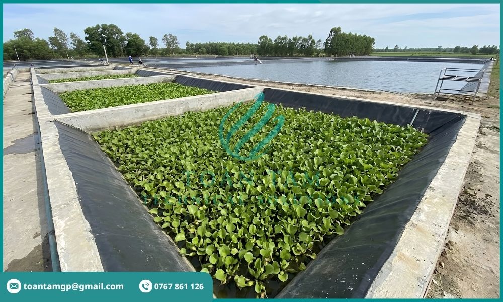 Xử lý bùn nước thải nuôi tôm bằng lục bình