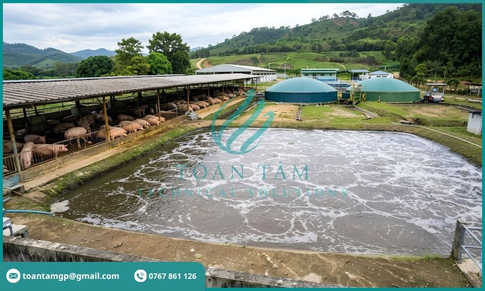 Xử lý nước thải chăn nuôi gia súc